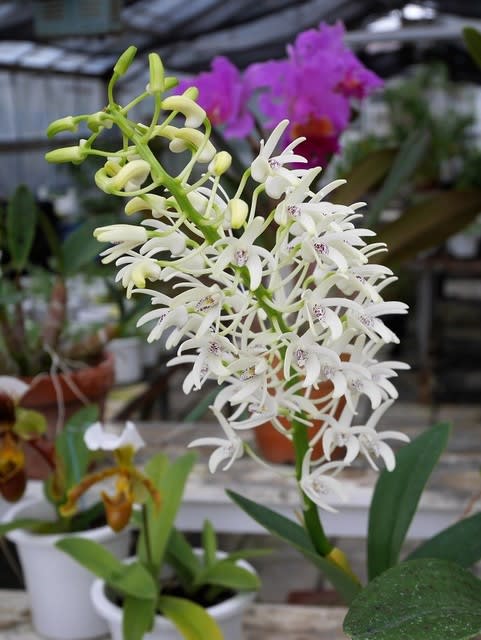 ラン：タイミンセッコク（Den.speciosum)の開花大株です - その他