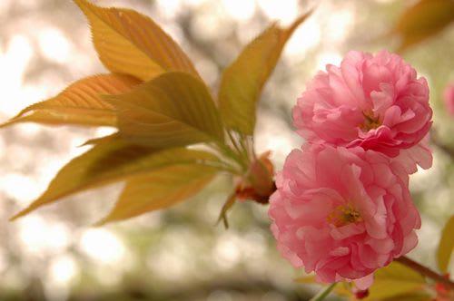sakra051.jpg: 八重桜の花