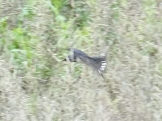 尾の白い斑点がかわいい デジカメでゆるり鳥撮り 尾の白い斑点がかわいい デジカメでゆるり鳥撮り