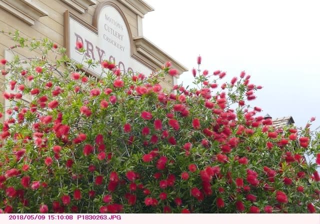 ブラシの木 赤い花 東京ディズニーランド 都内散歩 散歩と写真