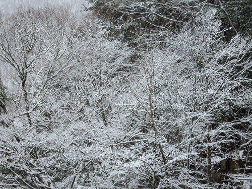 雪景色