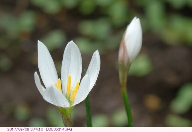 誕生日の花 ９月８日 タマスダレ 都内散歩 散歩と写真