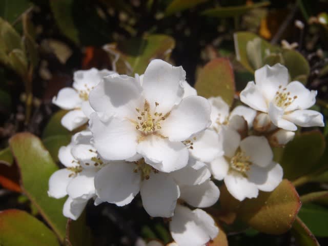 白い花が咲きそろいました アジュール舞子 サンタさんの草花