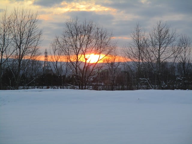 林と夕日と雪