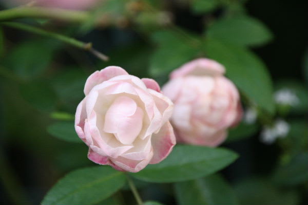 秋のポリアンサローズたち M S Small Garden Milky Mamaの小さな庭