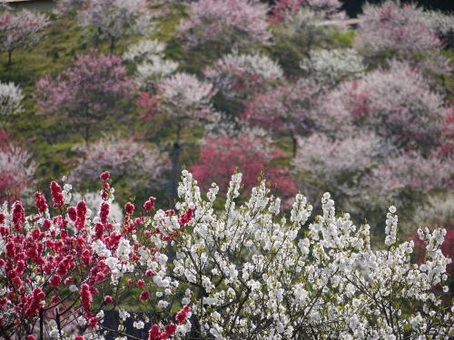 月川温泉の花桃