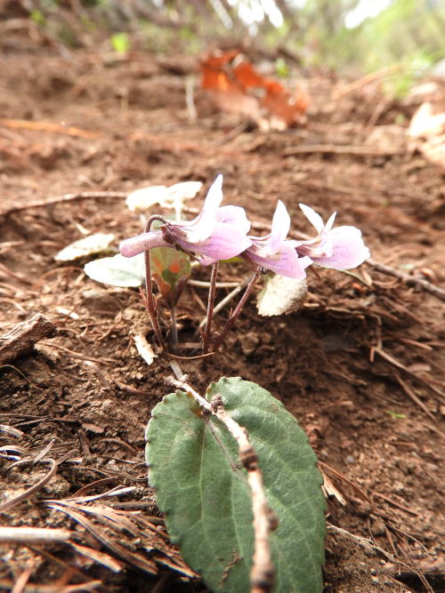 茜高ボッチ高原・鉢伏山で最近咲いている花　ゲンジスミレ（源氏菫）