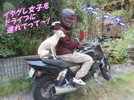 ハヤチンライダーとイタグレ女子のツーリングデート でも犬はバイクに乗れない カキツバタの群生地 いげのやま美化クラブ