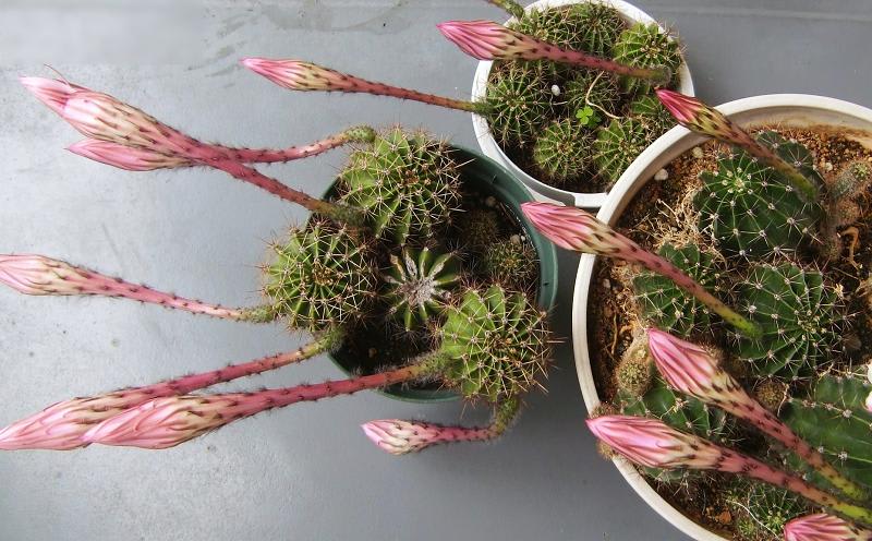 アザミ 三種 花を愛でる