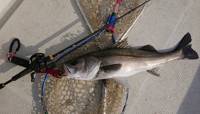 ヒット 51匹 cm 70cm 40cm 2名 1月下旬 シーバス朝便 東京湾ボートシーバスガイド ピーズ ヒット 51匹 cm 70cm 40cm 2名 1月下旬 シーバス朝便 東京湾ボートシーバスガイド ピーズ