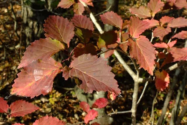 秋の紅葉や赤い実が美しい オトコヨウゾメ 465 樹高1.8m位