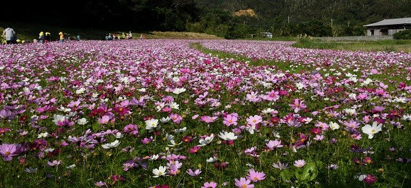 コスモス畑 Miracle Nature 世界自然遺産の島 奄美大島