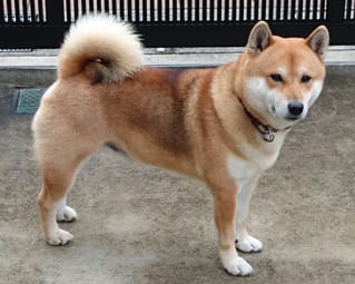 人間の尻尾 花紅柳緑 院長のブログ