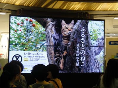 ふるさとのねこ 岩合光昭写真展 横浜そごう うさぎ学園 多趣味部 ふるさとのねこ 岩合光昭写真展 横浜そごう うさぎ学園 多趣味部