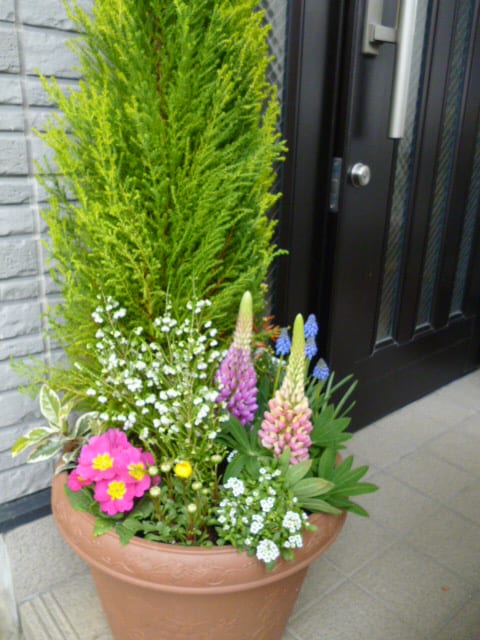 お玄関の寄植え ２月コニファー大鉢 我が家の花壇