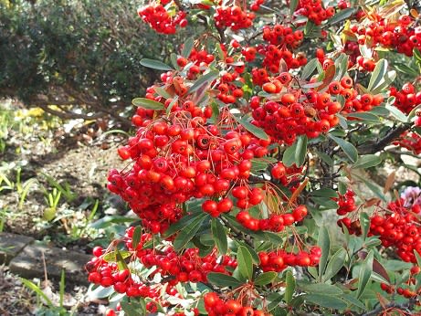 ピラカンサスの赤い実とヒヨドリ ぶな太の四季折々