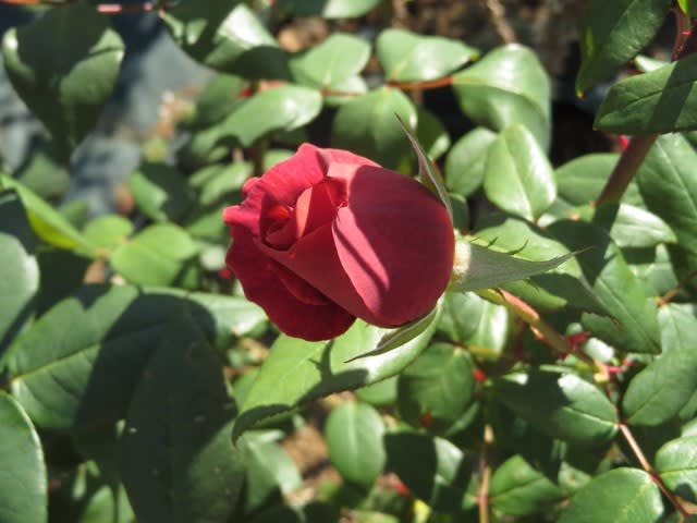 紅茶色の珍しいバラ ブラックティー 薔薇シリーズ113 野の花 庭の花