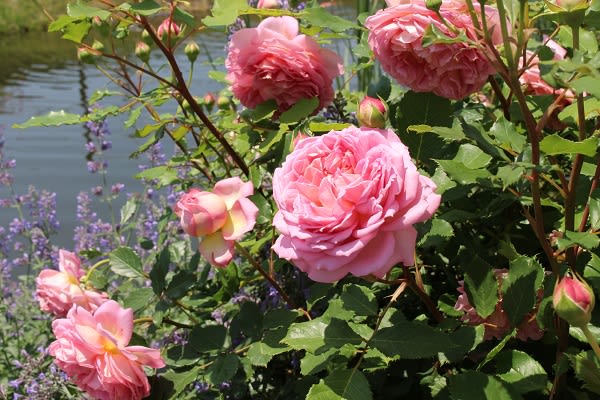 Daオースチンで ジュビリーセレブレーションとボスコベル 薔薇と草花の日記