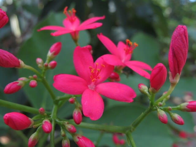 赤に近いピンクの五弁の花をつける ナンヨウサクラ 熱帯植物シリーズ 08 野の花 庭の花