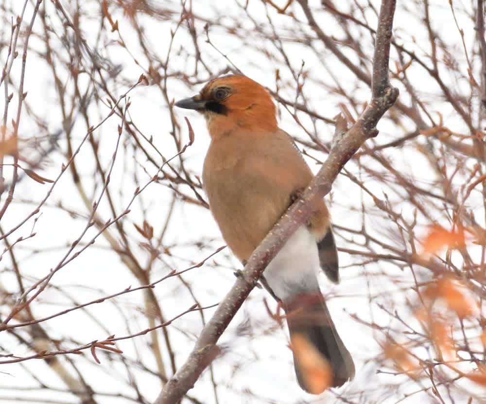 シマエナガ のブログ記事一覧 鳥とパイプと日本酒のおっさんメモ シマエナガ のブログ記事一覧 鳥とパイプと日本酒のおっさんメモ