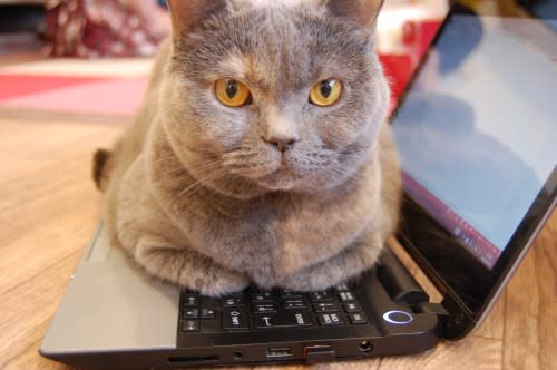 フリー素材 パソコンの上で邪魔をする猫 邪魔ネコ オドフラン いつもどこかに なるほど を