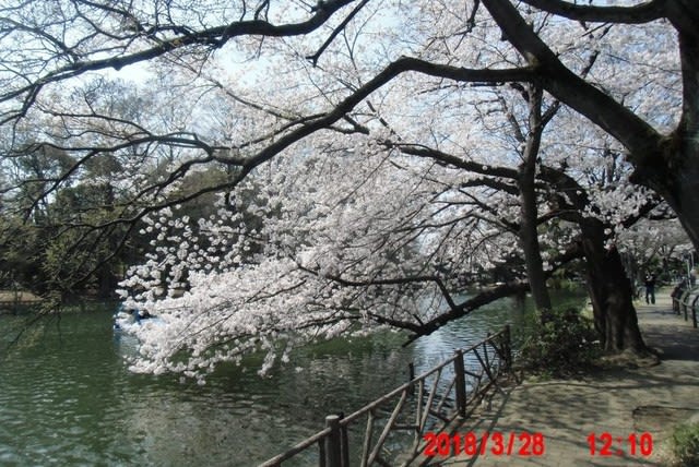 石神井公園の桜 18年3月28日 豆豆先生の研究室