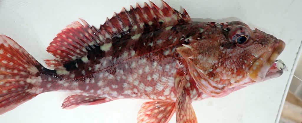 どうやら泳がせ釣りが熱いらしい 進め Gucchan号