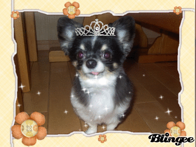 我が家の愛犬イチ日記 チワワ