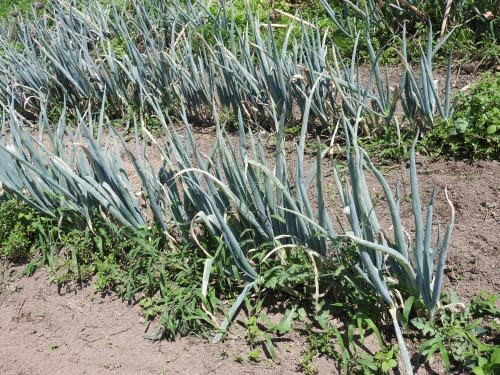 マツモトイッポンネギ（松本一本葱）の植え替え作業