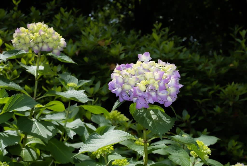 FUJIFILM X100V