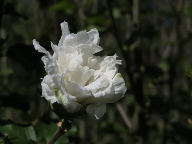 八重の白が映えるハヤカワ シロ 槿シリーズ21 野の花 庭の花