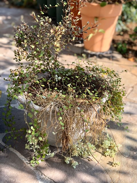 寄せ植えの解体 シレネユニフローラとワイヤープランツ 雑木と宿根草とクレマチスの小さな庭づくり