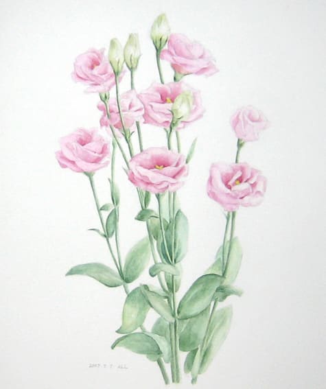 トルコ桔梗２ 八重 花の絵いっぱい描きたい