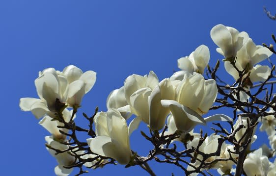 樹 花 街路 白い 春に咲く白い花15選｜名前や種類、花言葉は？