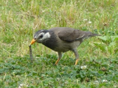 ムクドリが昆虫食に 生き物ウォッチングが好き