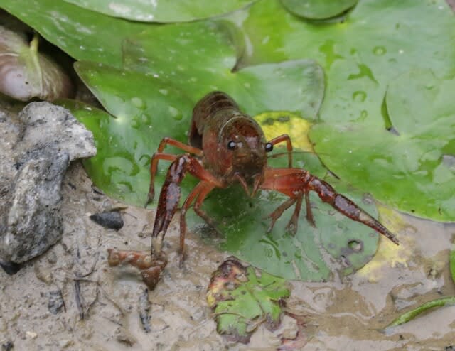 近ずいたらじりじりと後ずさりするザリガニ キヨミンの写真日記