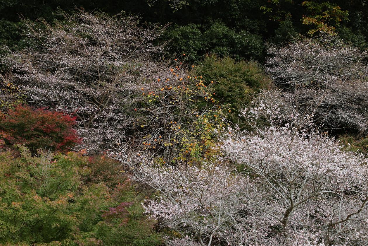土岐市曾木公園紅葉と小原四季桜の画像