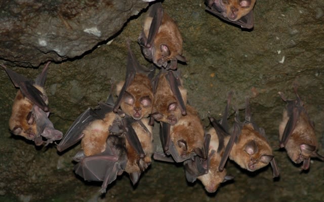 キクガシラコウモリ Greater Houseshoe Bat Rhinolophus Ferrumequinum フクロウの生息する高原 清里より