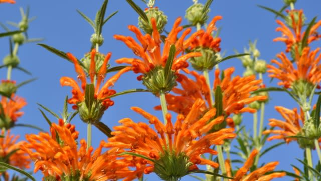 レオノチスセージのガーランド【レオノチスセージ】ドライフラワー レオノチスセージのガーランド【レオノチスセージ】ドライフラワー