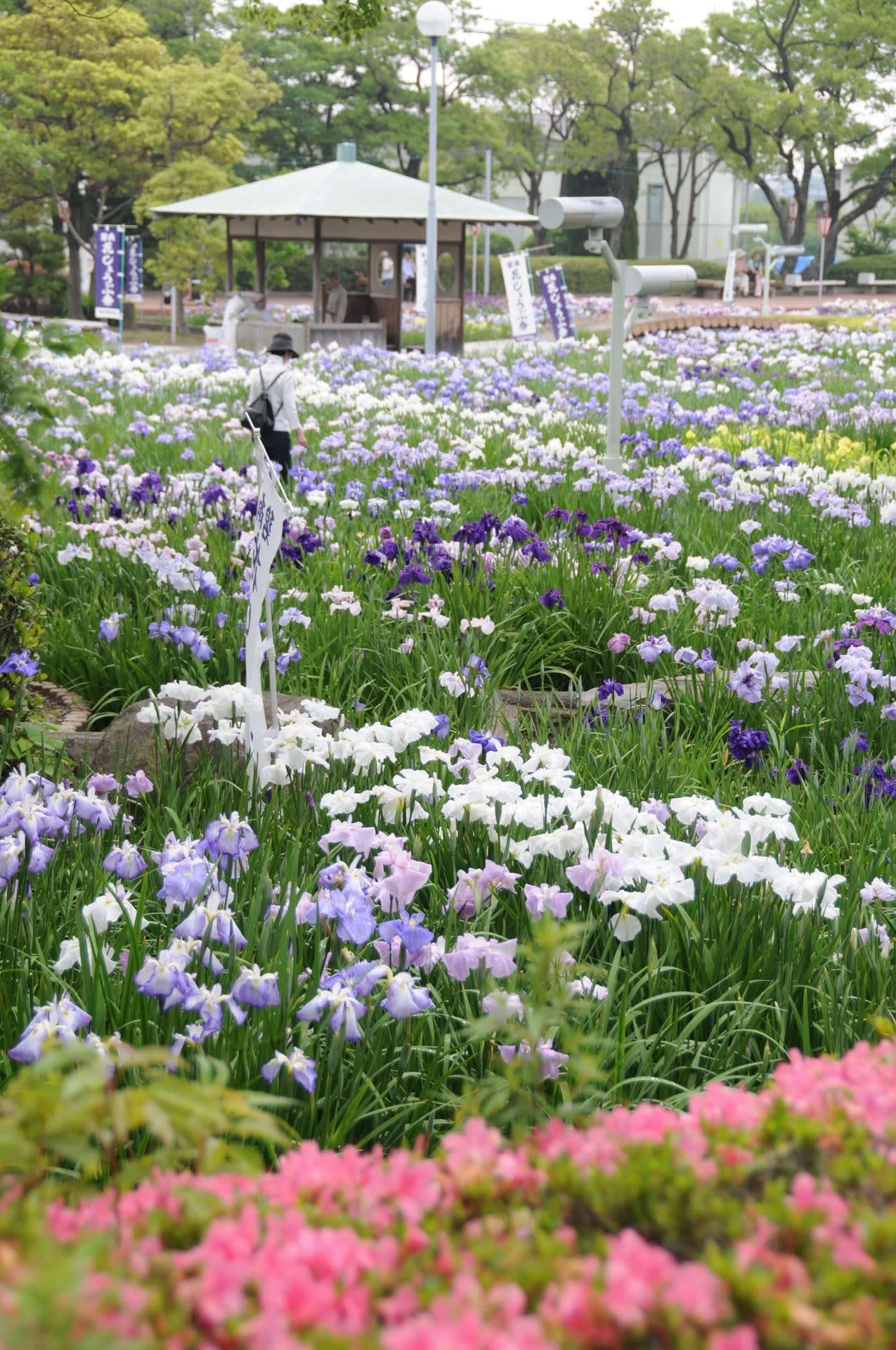 碧南・油が淵の花菖蒲②の画像