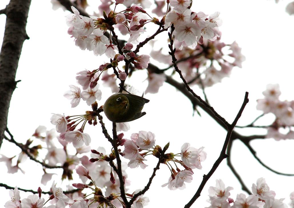 桜・・・爛漫の画像