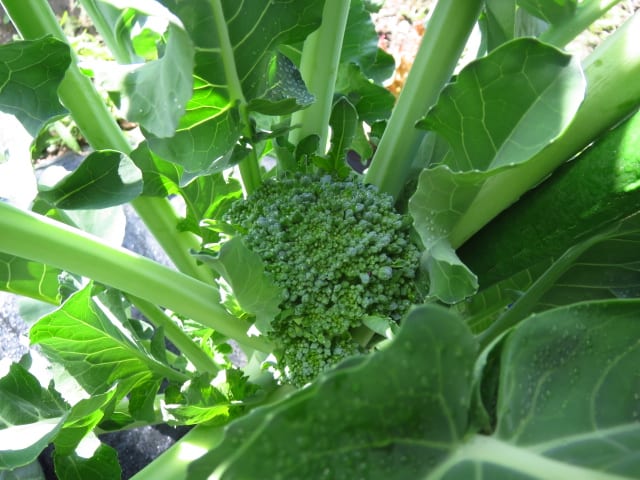 茎ブロッコリー スティックセニョール の摘心と追肥 大好き 野菜の時間
