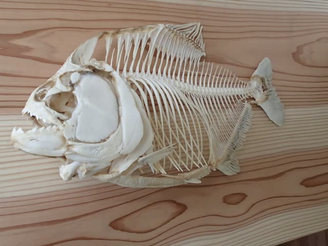 ワンフェス用の骨格標本 最後 いぞらど Isolado 魚骨日誌