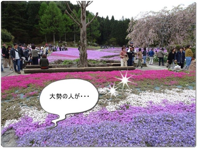 三田市の 花のじゅうたん と舞洲 ネモフィラ 私の人生いろいろ