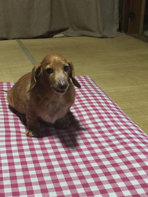 wanwan20160906001.jpg