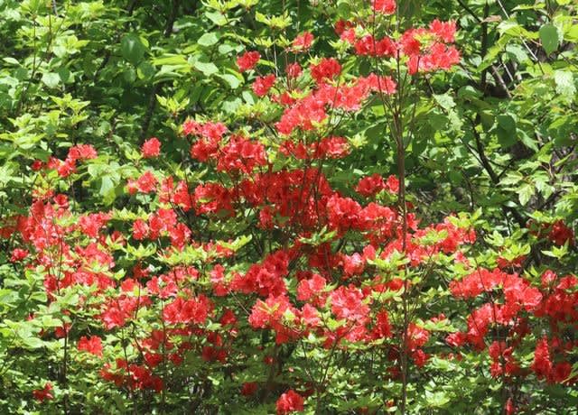 長野県軽井沢町にある軽井沢町植物園では ニホンサクラソウの花が咲いています ヒトリシズカ特論 その2 長野県軽井沢町にある軽井沢町植物園では ニホンサクラソウの花が咲いています ヒトリシズカ特論 その2