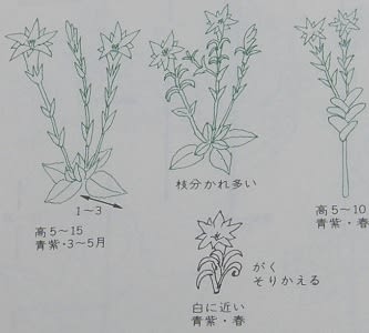 ハルリンドウとフデリンドウ ボッケニャンドリの思ったこと