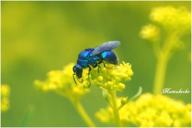 メタリックな青い昆虫 花未来の夢
