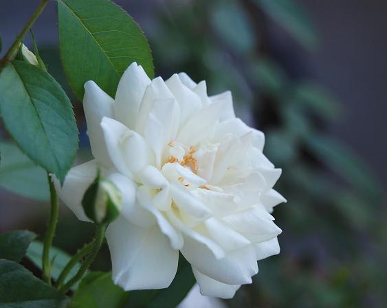 8月のアイスバーグが綺麗に咲いた訳 Mｅｉｎ ｋｌｅｉｎｅｒ Rｏｓｅｎｇａｒｔｅｎ