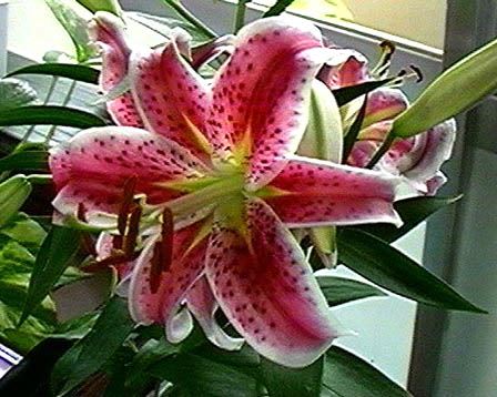 ユリ 12月のお手入れ 鉢花の育て方 春 夏 秋 冬 ユリ 12月のお手入れ 鉢花の育て方 春 夏 秋 冬